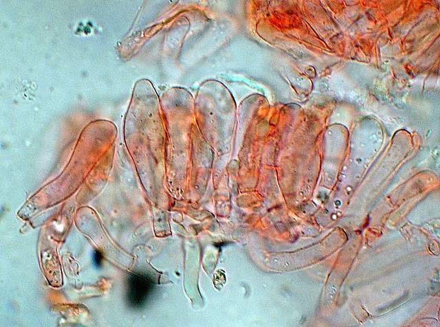 Xerocomus bubalinus   (Oolbekk. & Duin)  Redeuilh